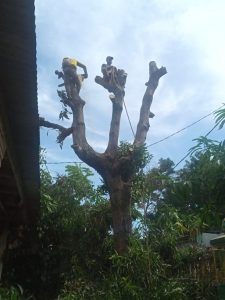 jasa-tebang-pohon-denpasar